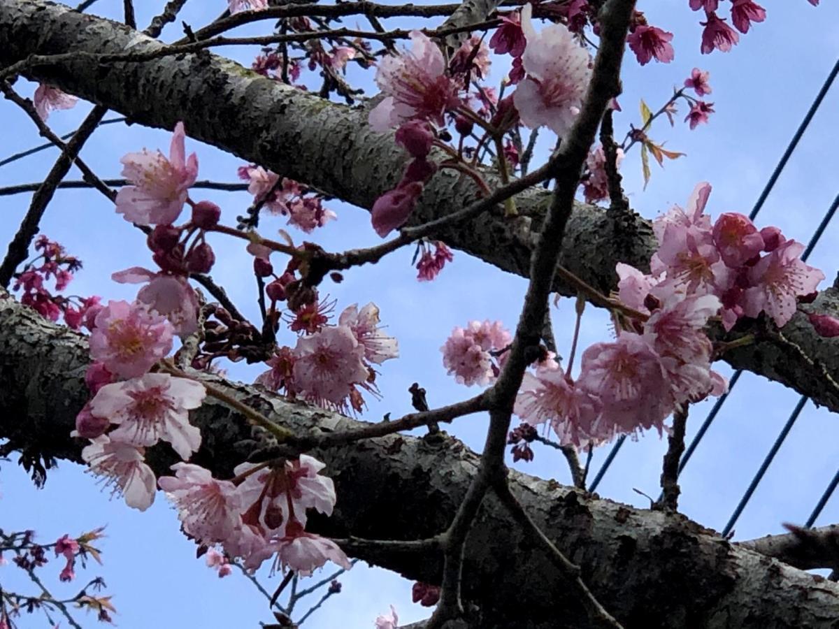 Tianyi Homestay 펀치후 외부 사진
